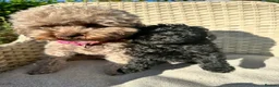 Toy Poodle dogs for sale: BEAUTIFUL KC REG BLACK TOY POODLE PUPPY GIRL  - Advert 1
