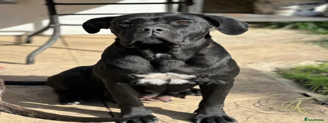 Luna 