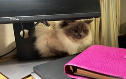 Ragdoll cats for sale: Two adorable ragdolls ready for new home  - Image 19