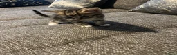 Mixed Breed cats for sale: Beautiful kittens looking for forever homes  - Advert 2