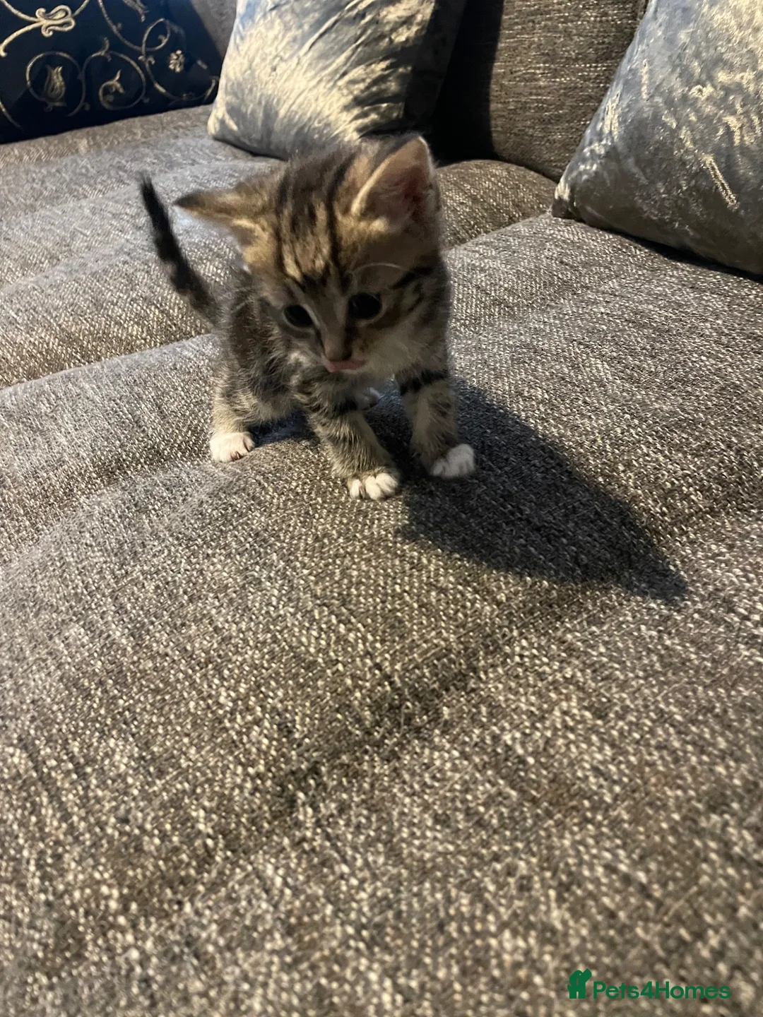 Mixed Breed cats for sale: Beautiful kittens looking for forever homes  - Advert 2
