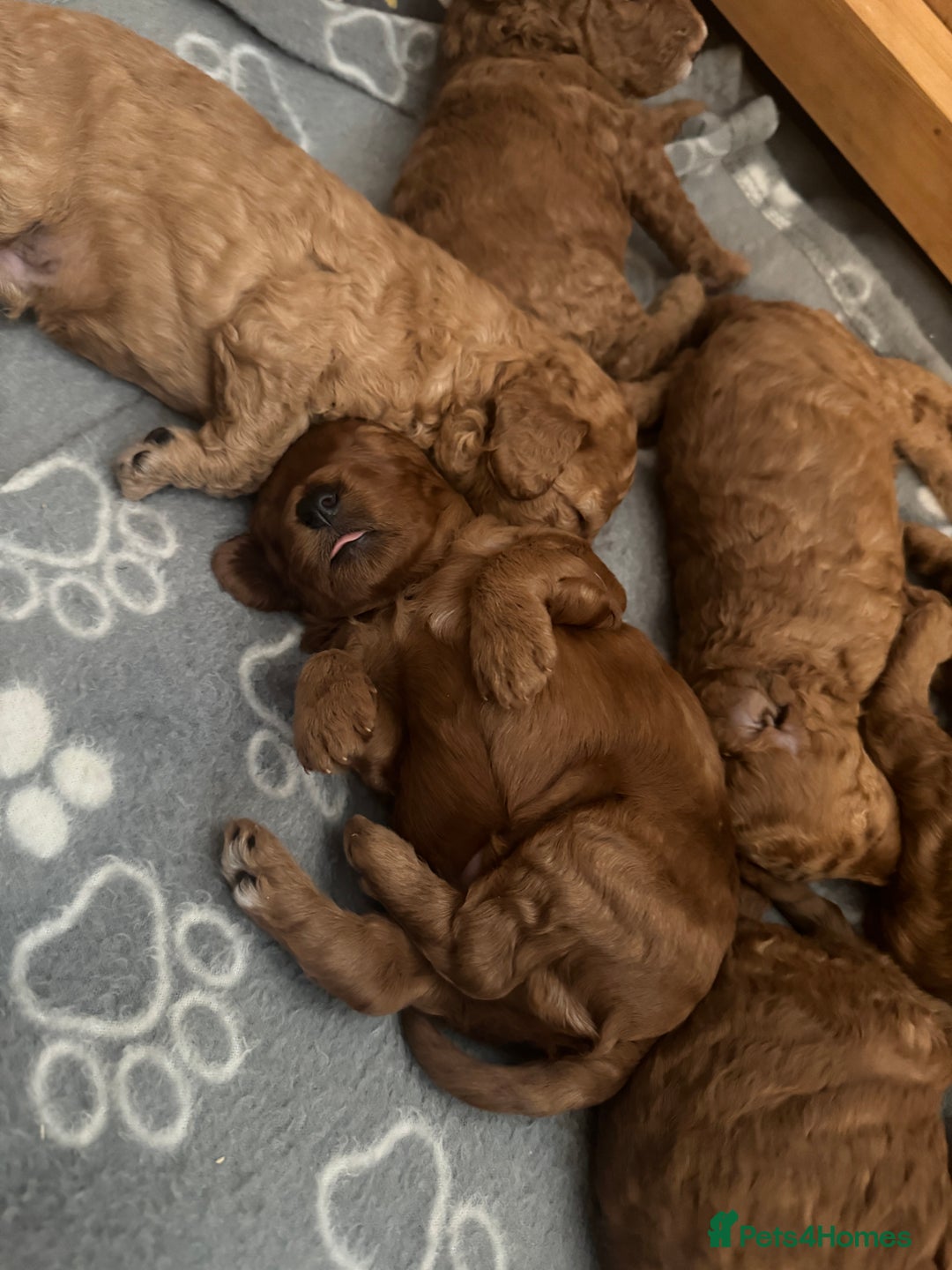 Cockapoo dogs for sale: Cockapoo puppies in Preston - Image 21