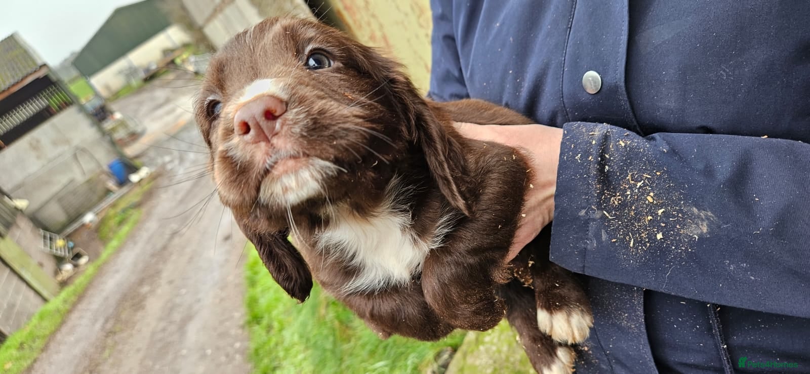 Cocker Spaniel dogs Fantastically well bred working cocker spaniels  - Advert 6