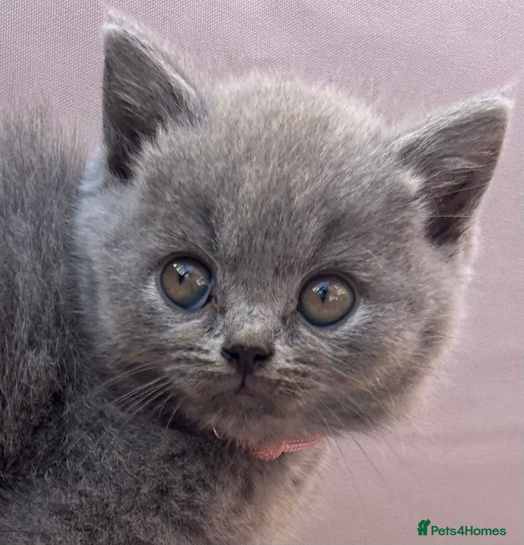 British Shorthair cats for sale: GCCF active mum and daughter blue BSH - Image 15