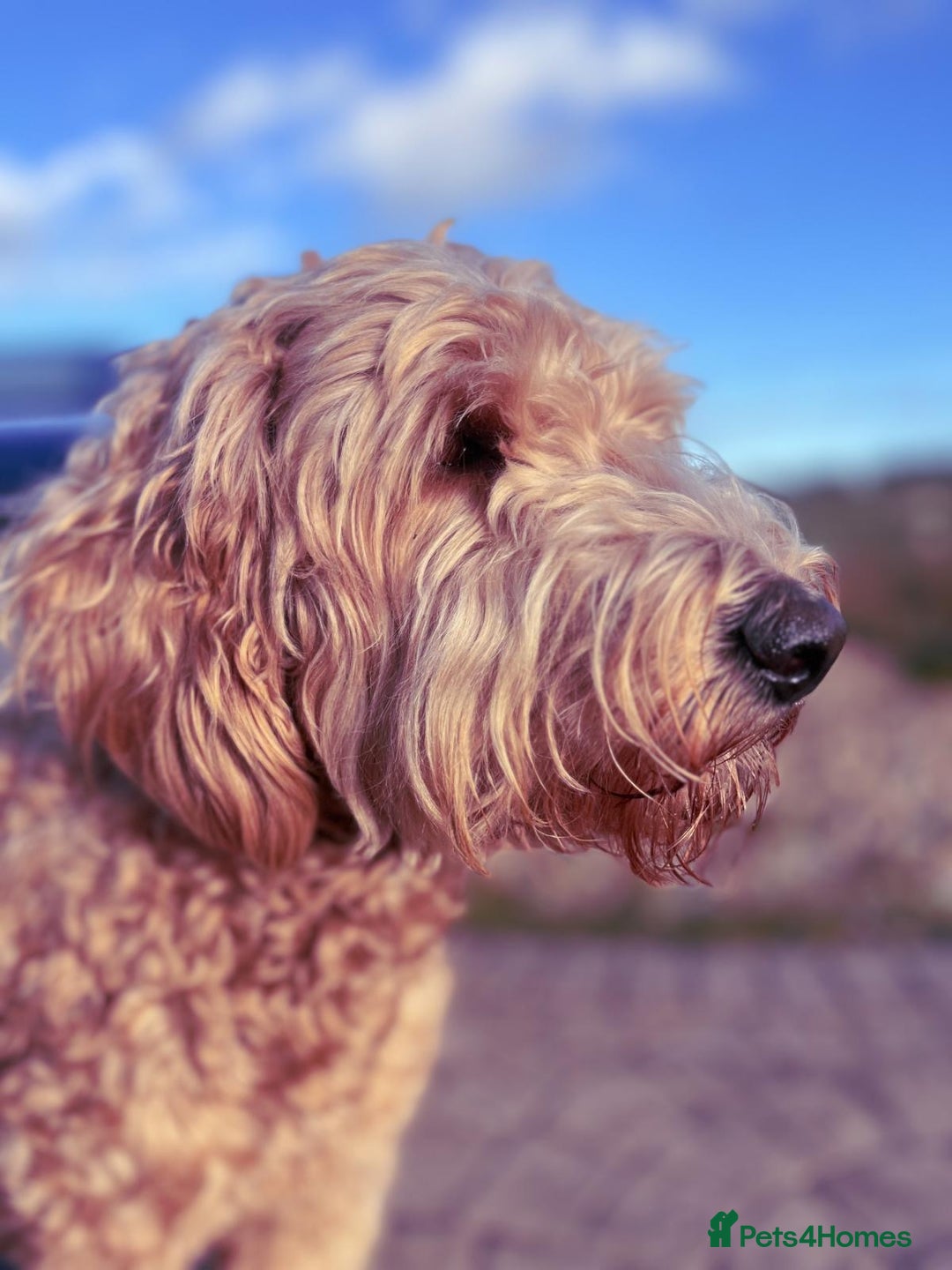 Goldendoodle dogs for sale: Golden doodle F1B stunning puppies  - Image 23