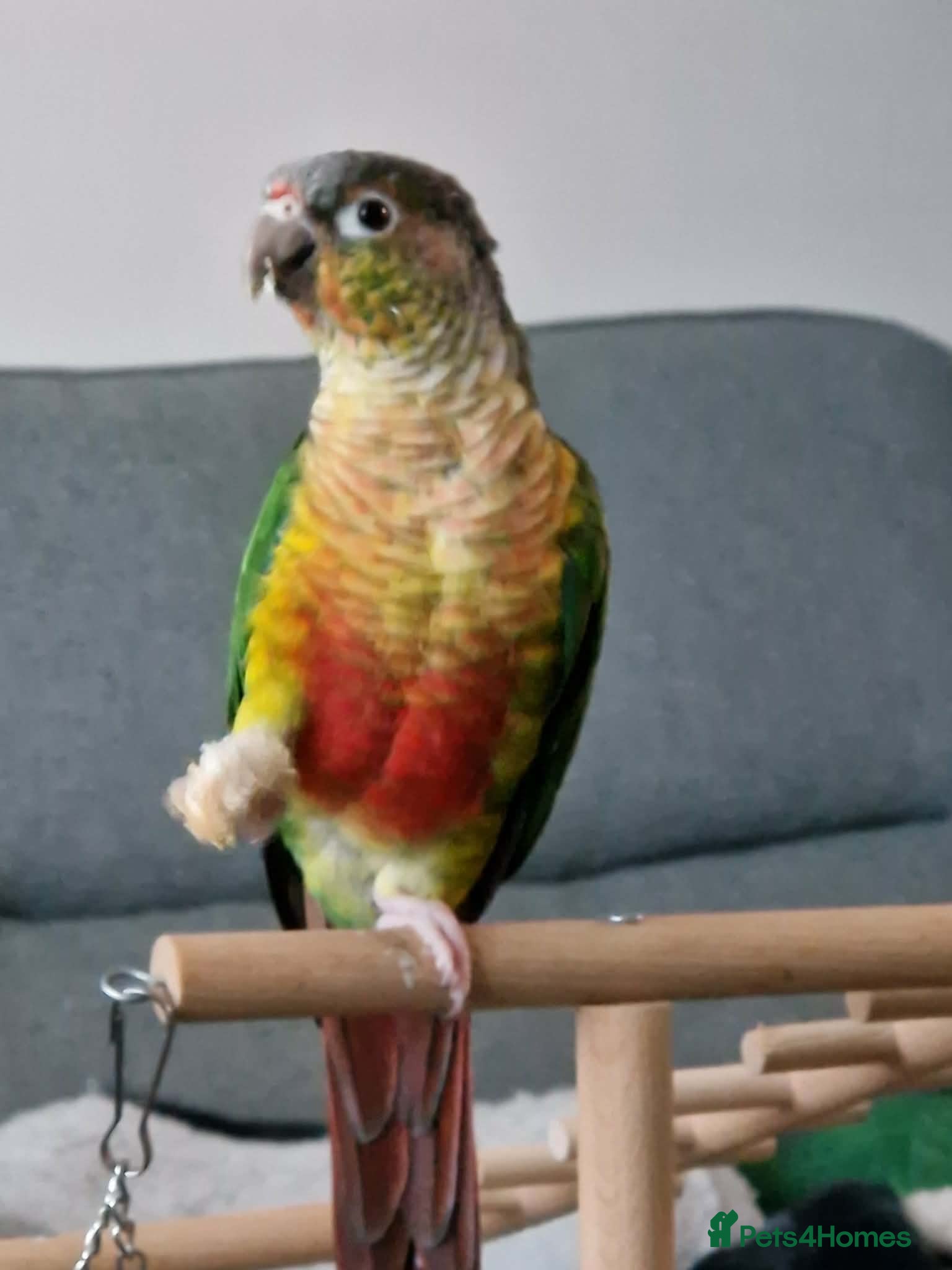 Conures birds Skittles 2 year old  - Advert 5