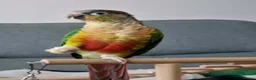 Conures birds for sale: Skittles 2 year old  - Advert 1