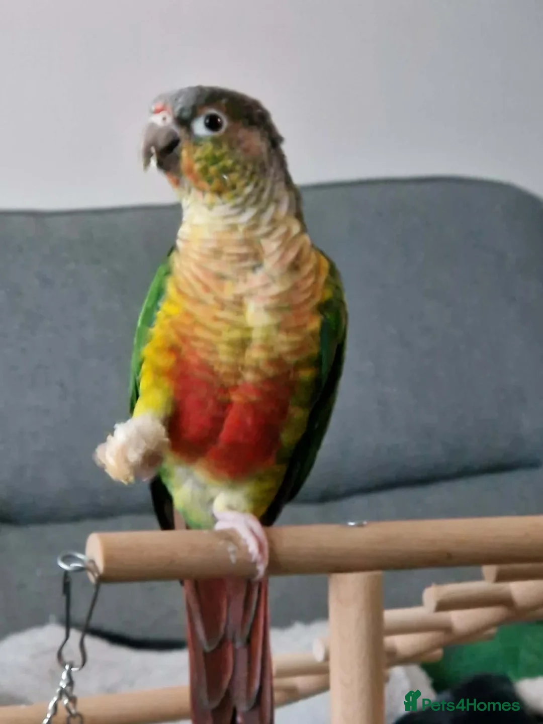 Conures birds for sale: Skittles 2 year old  - Advert 1