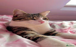 British Shorthair cats for sale: URGENT! Ready to Leave Now - Image 1