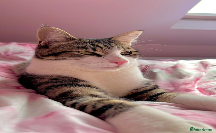British Shorthair cats - Advert 16