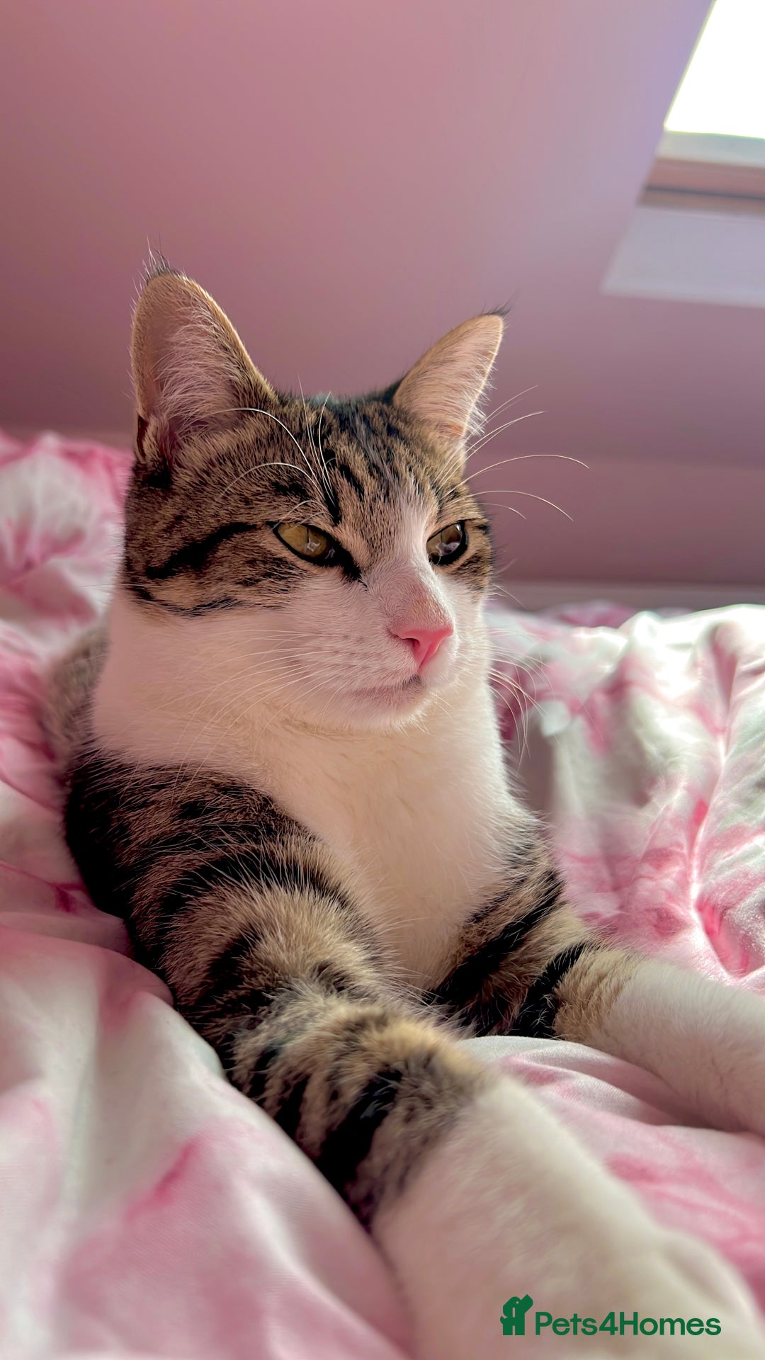 British Shorthair cats for sale: URGENT! Ready to Leave Now - Image 1