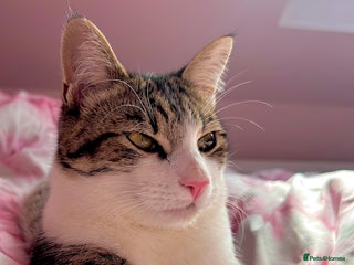 British Shorthair cats - Advert 7