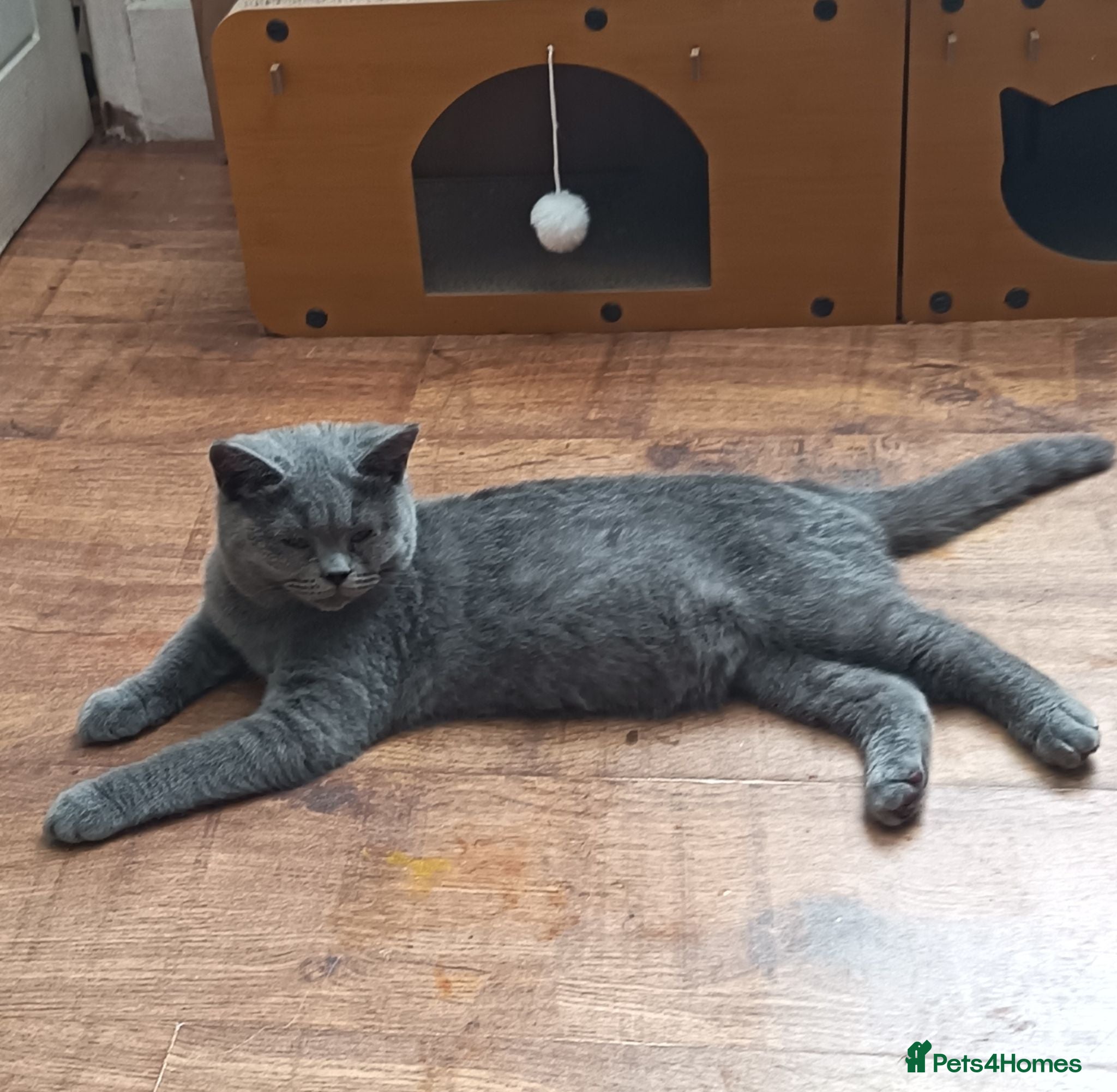 British Shorthair cats *1 Beautiful GCCF Reg'd Male, DNA Tested parents* - Advert 9