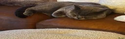 British Shorthair cats for sale: Amazing British short hair kittens!!  in Mirfield - Advert 8