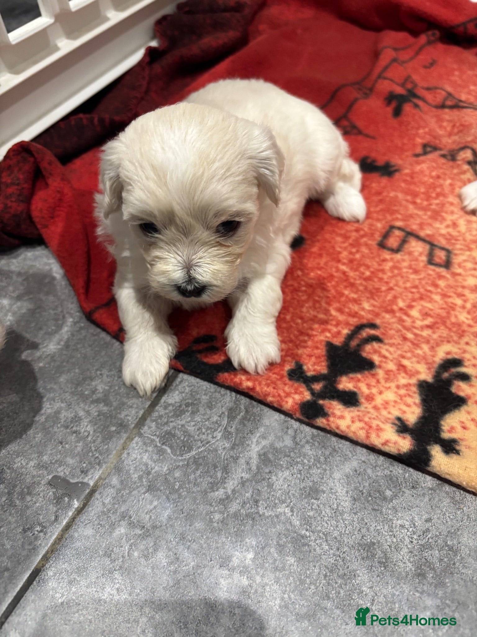 Maltipoo dogs F1 Maltipoo true miniature  - Advert 2