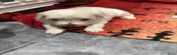 Maltipoo dogs for sale: F1 Maltipoo true miniature  - Advert 4