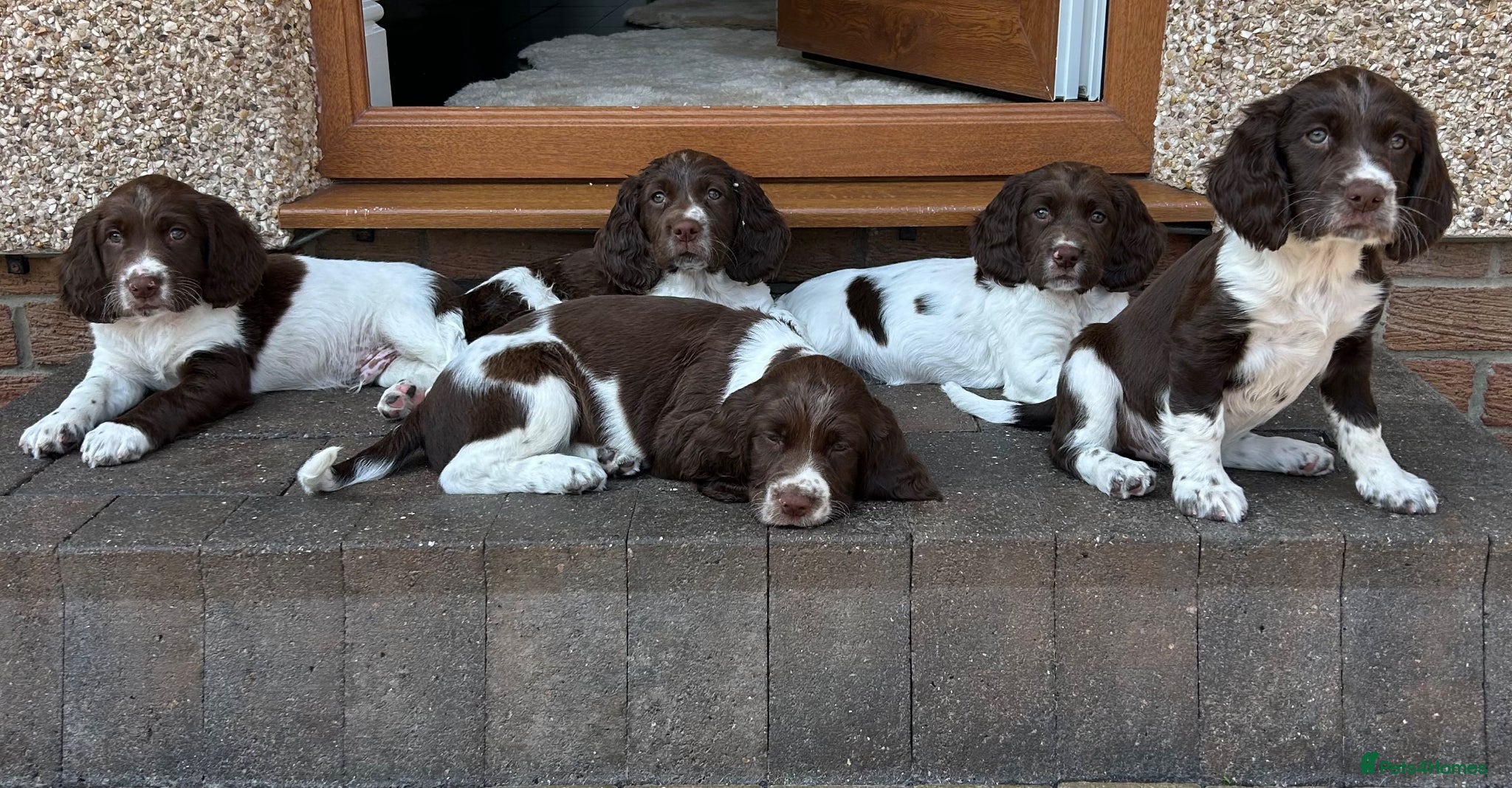 English Springer Spaniel dogs Well bred ESS Puppies KC Registered  - Advert 5