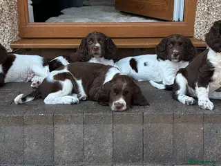 English Springer Spaniel dogs Well bred ESS Puppies KC Registered - Advert 5