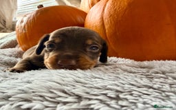 Dachshund dogs for sale: Beautiful mini dachshunds puppies  - Image 3