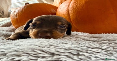 Dachshund dogs - Advert 6