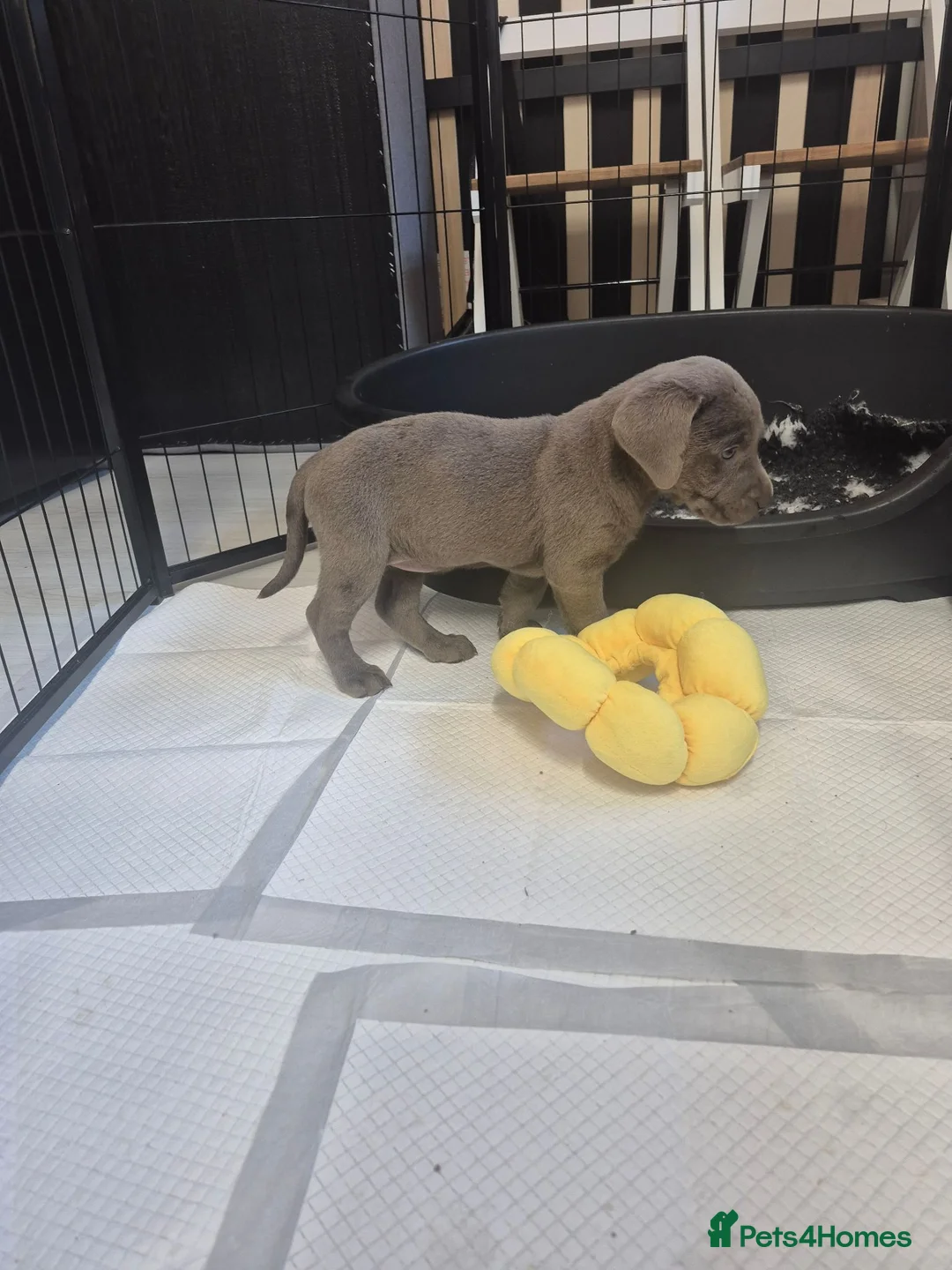 Labrador Retriever dogs for sale: Silver Labrador puppies  - Advert 12