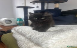 Persian cats for sale: Persian chinchilla kittens - Image 12