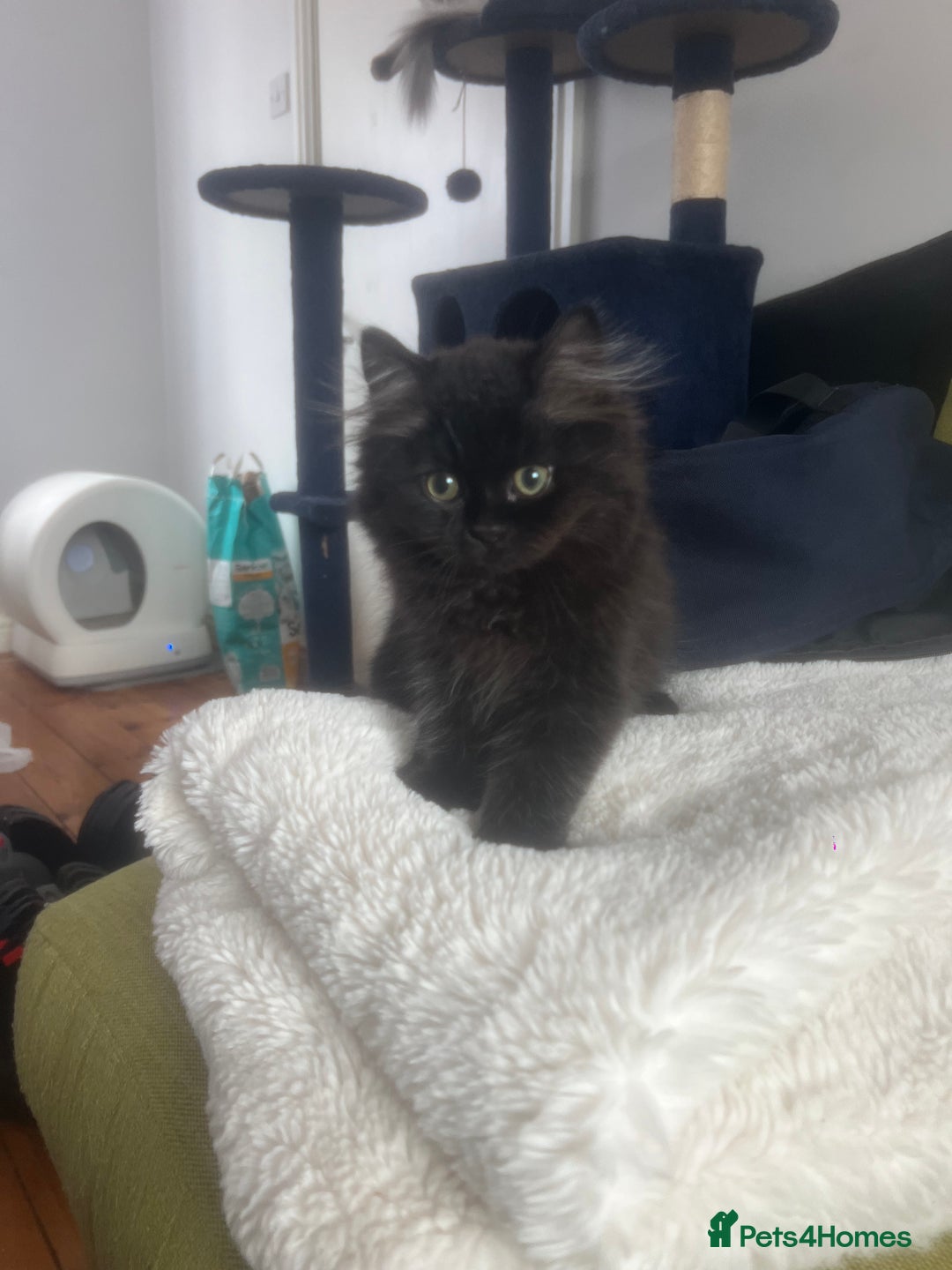 Persian cats for sale: Persian chinchilla kittens - Image 12