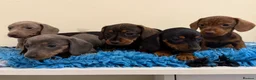 Miniature Dachshund dogs for sale: Miniature dachshund puppies in Marlborough - Advert 9