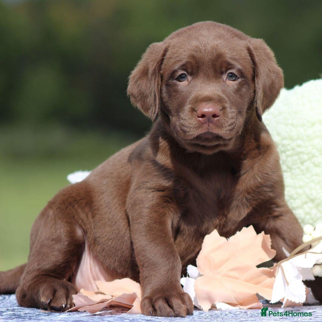 Labrador Retriever dogs Urgent need of new home - Advert 11