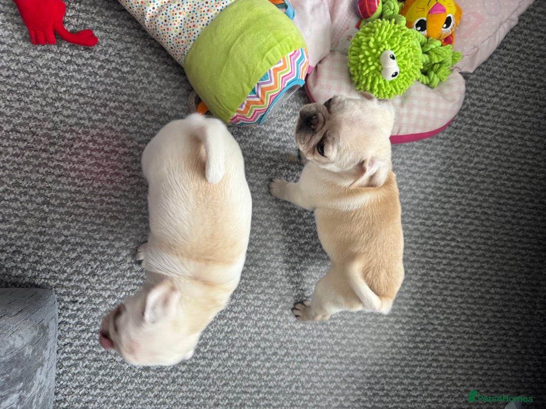 Pug dogs for sale: Beautiful Pug Puppies Male 10weeks old - Image 26