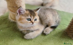British Shorthair cats for sale: GCCF registered Golden BSH champion line, Boys - Image 8