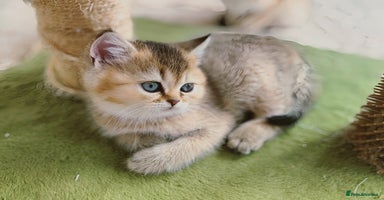 British Shorthair cats - Advert 4
