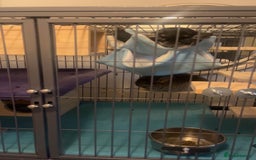 Chinchilla rodents for sale: Male Chinchilla pair with ferret nation cage - Advert 3