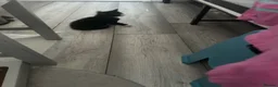 Mixed Breed cats for sale: 2 girls and 2 boys ready on 28 th October  - Advert 5
