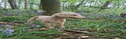 Bedlington Terrier dogs for sale: KC reg, CT clear Bedlington terrier puppies in Wrexham - Advert 3