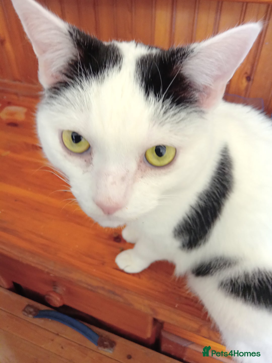 Mixed Breed cats for sale: Lovely lilo  - Image 9