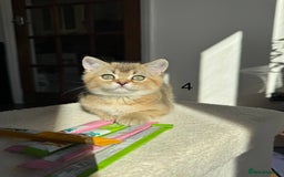 Scottish Fold cats for sale: ✨ Gorgeous Playful Kittens Ready Now ✨ - Image 4