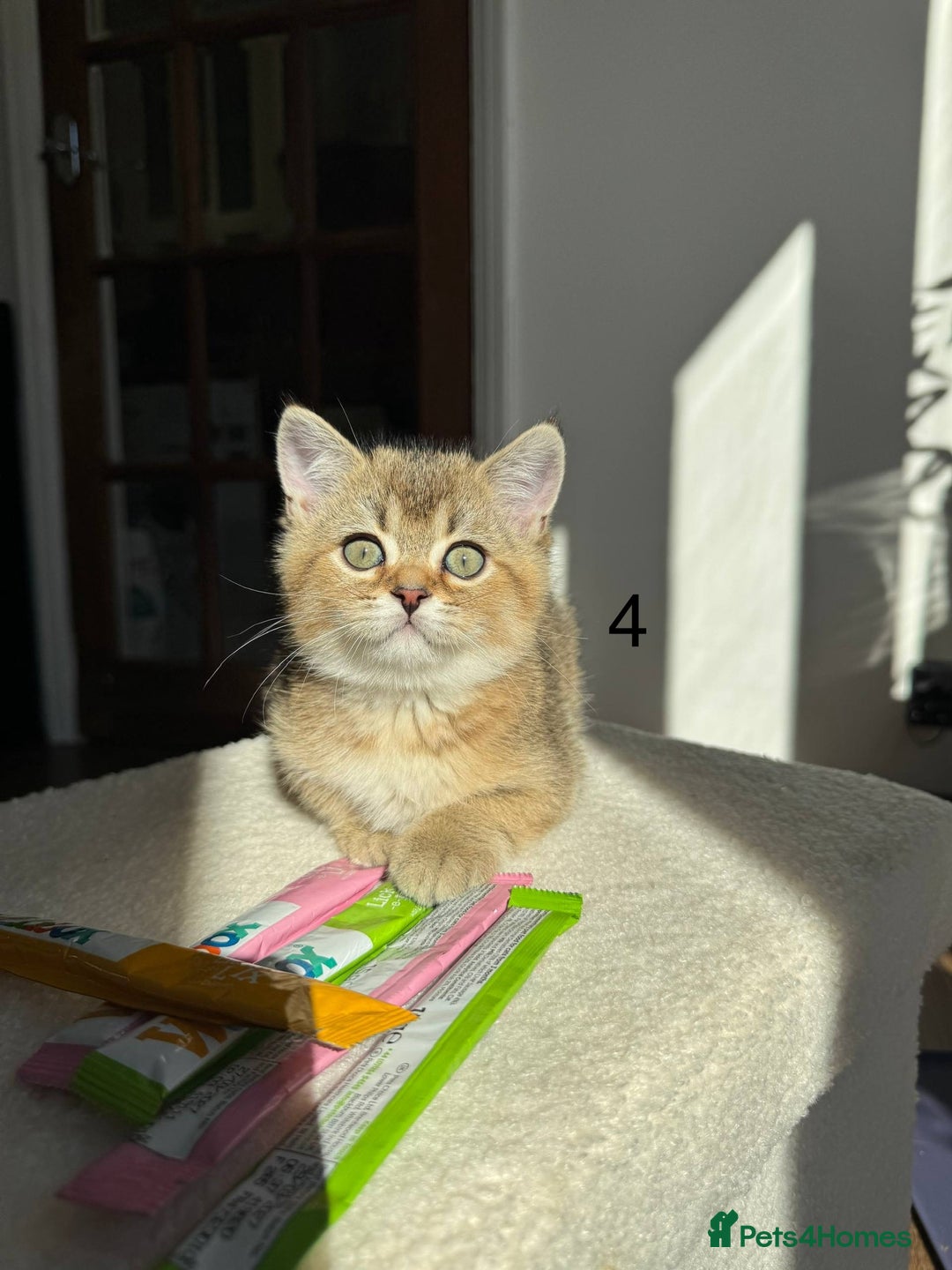 Scottish Fold cats for sale: ✨ Gorgeous Playful Kittens Ready Now ✨ - Image 4