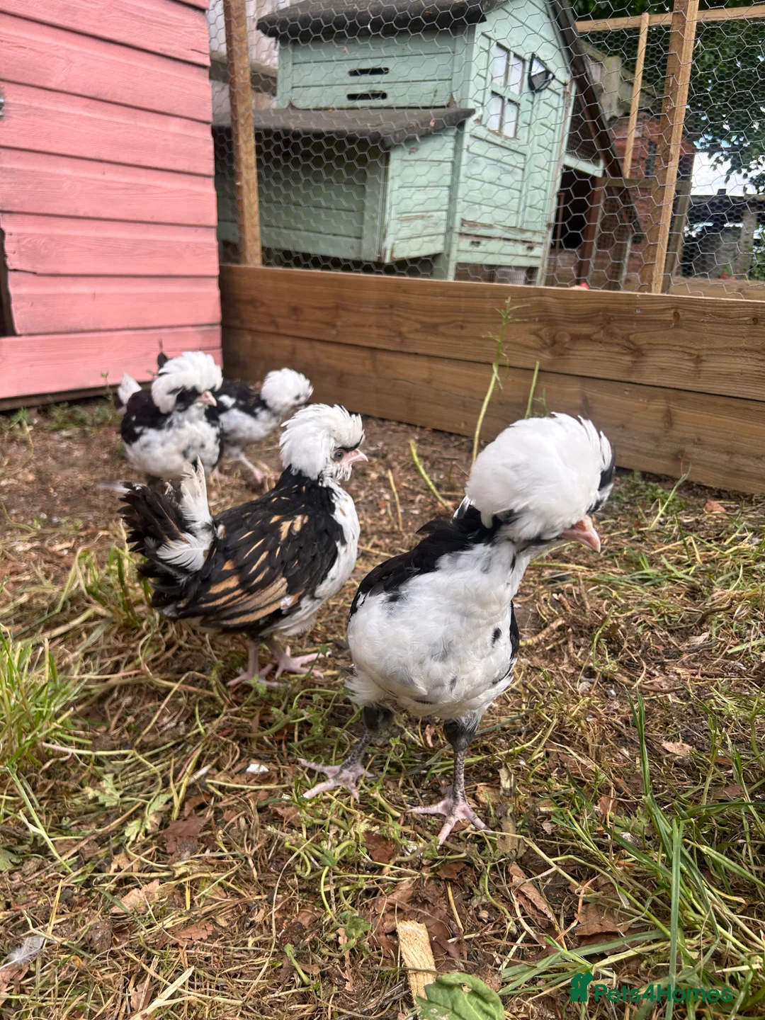 Chickens poultry for sale: Tolbunt polish chicks  - Advert 3