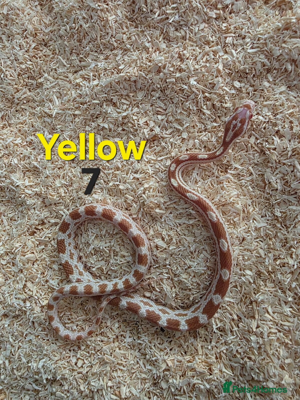 Corn Snake reptiles for sale: Various Cornsnakes avilable  - Advert 7