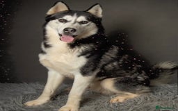 Siberian Husky dogs for sale: Husky pups on their way - Image 2