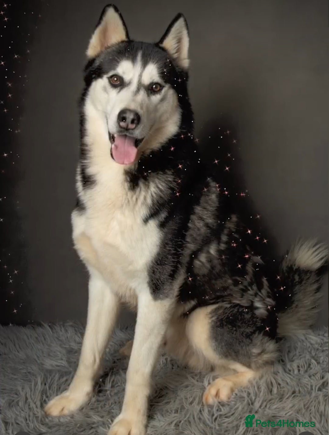 Siberian Husky dogs for sale: Husky pups on their way - Image 2