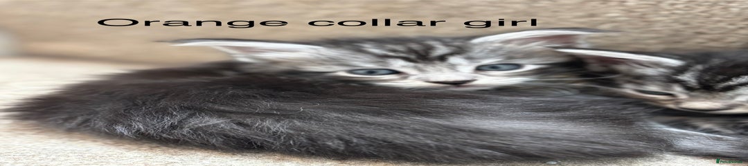 Orange collar girl (black smoke)