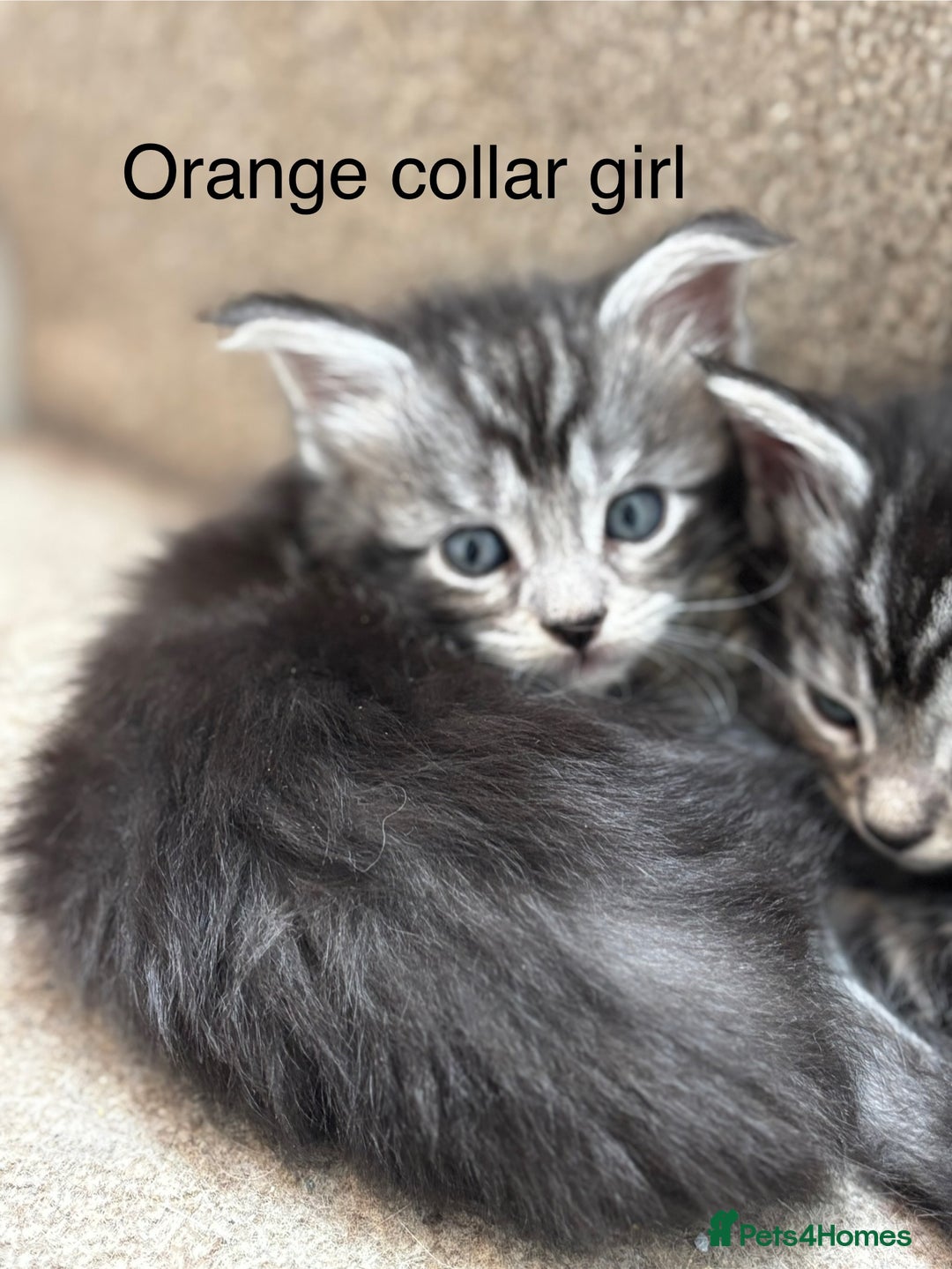Maine Coon cats for sale: TICA & Council licensed white/black Maine Coons - Image 8