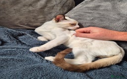 Snowshoe cats for sale:  pedigree Tica reg  snowshoes  READY NOW - Image 12