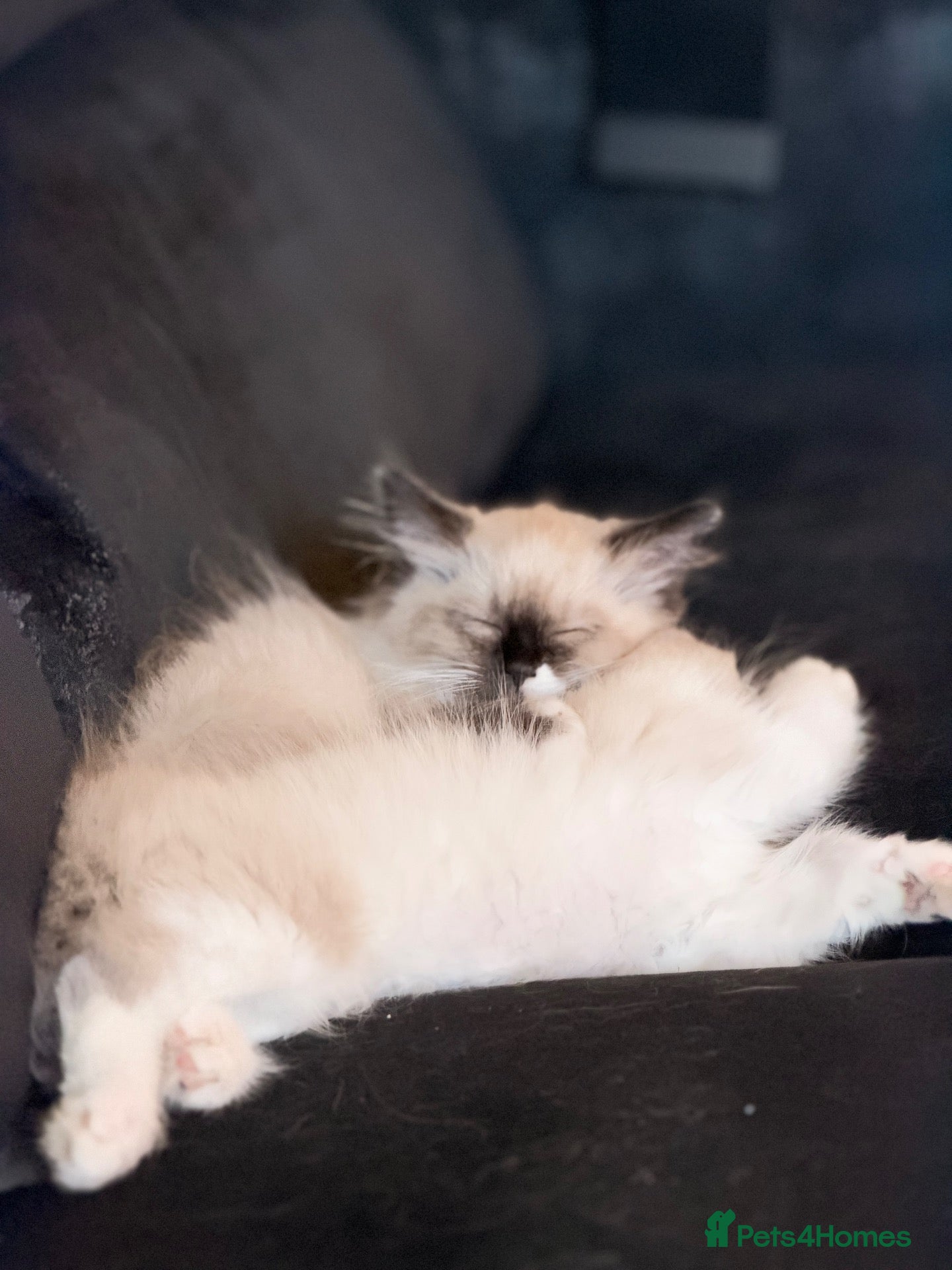Ragdoll cats Stunning ragdoll kittens LAST GIRL LEFT - Advert 1