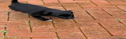 Mixed Breed dogs for sale: Socks in London - Advert 6