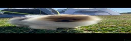 Pomeranian dogs for sale: Beautiful Pomeranian boy - Advert 4