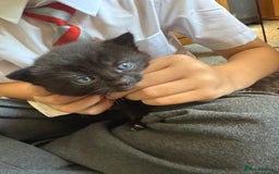 Mixed Breed cats for sale: 2 Beautiful Black/Brown Tabby Kittens - Image 1