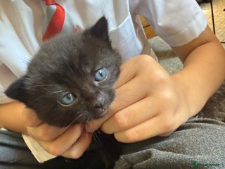 Mixed Breed cats - Advert 18